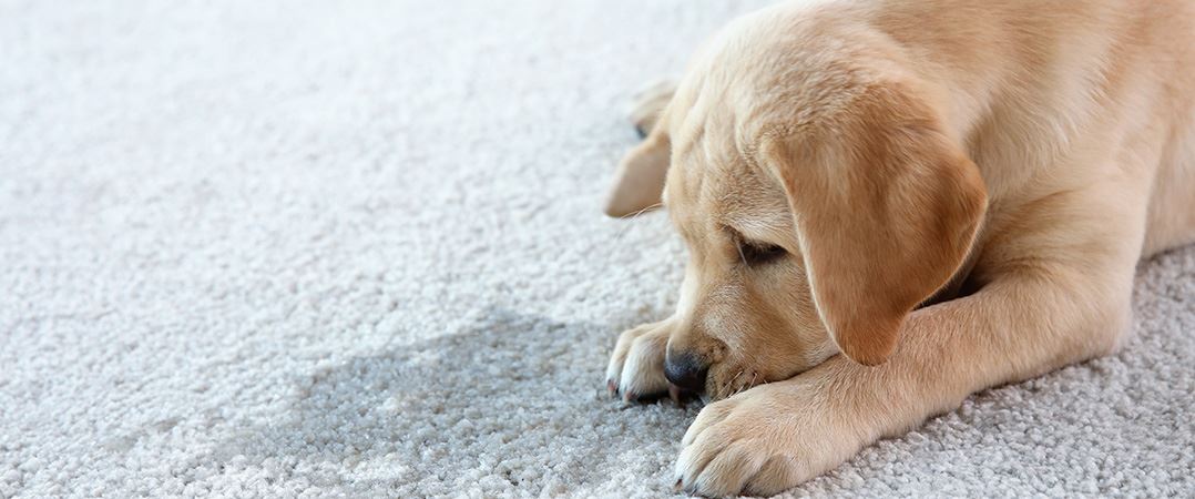 carpet-cleaning-and-tips-for-pet-owners